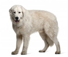Maremma and Abruzzes Sheepdog (Cane da pastore Maremmano-Abruzzese)