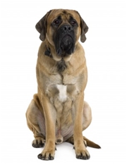 Mastiff (Old English Mastiff)