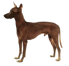 Mexican Hairles Dog (Xoloitzquintle) (Miniature)