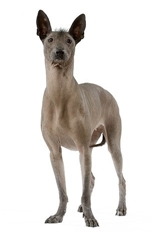 Mexican Hairles Dog (Xoloitzquintle) (Standard)