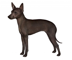 Mexican Hairles Dog (Xoloitzquintle) (Toy)