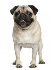 Pug