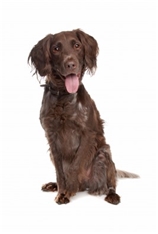 Small Munsterlander (Kleiner Münsterländer )