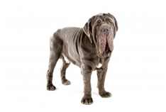 Neapolitan Mastiff (Mastino Napoletano)