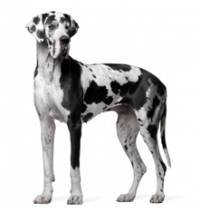 Great Dane (German Mastiff) (Deutsche Dogge)