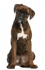 Boxer