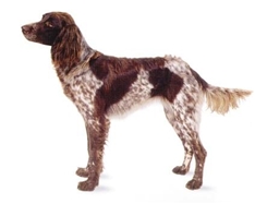 German Longhaired Pointer