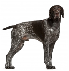 German Shorthaired Pointer