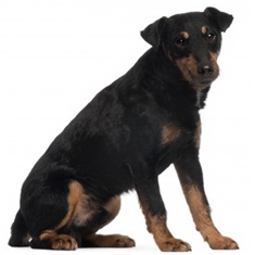 German Hunting Terrier (Deutscher Jagdterrier)