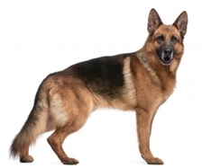 German Shepard Dog