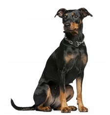 German Pinscher (Standard Pinscher)