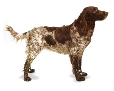 German Spaniel (Deutscher Wachtelhund)