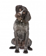 German Wirehaired Pointer