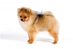 Miniature German Spitz (Kleinspitz)