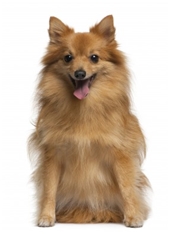 Medium/Standard German Spitz (Mittelspitz)