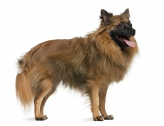 Giant/Large German Spitz (Grossspitz)