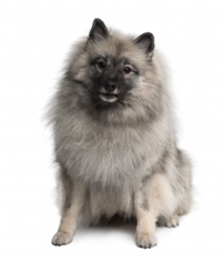 Keeshond (Wolfspitz)