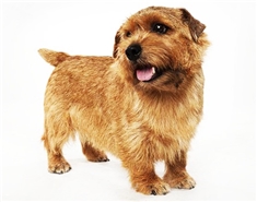 Norfolk Terrier