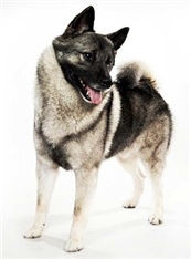 Norwegian Elkhound (Norsk Elghund) (Grey or Black)