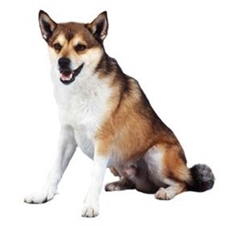Norwegian Lundehund (Norwegian Puffin Dog)
