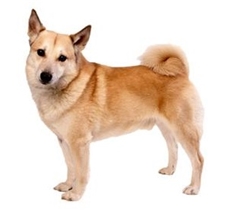 Norwegian Buhund (Norwegian Sheepdog) (Norsk Buhund)