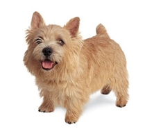 Norwich Terrier