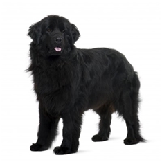 Newfoundland