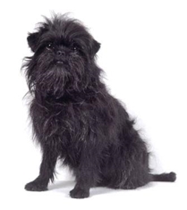Affenpinscher