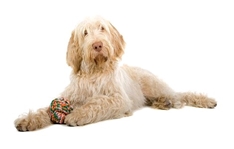 Spinone Italiano (Italian Spinone)