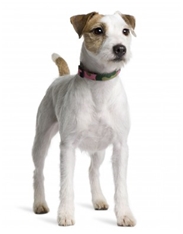 Parson Rusell Terrier - Smooth