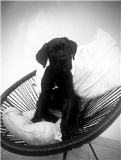 Daisy