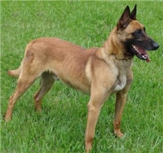 ATO