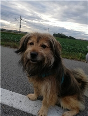Koki