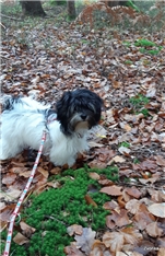 Daisy
