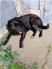 Nera