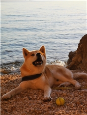 Taro
