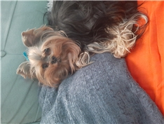 Sparky