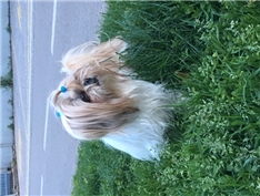 Tilly