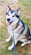 Zima
