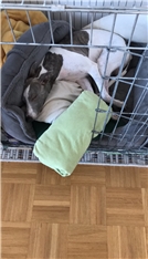 Roki