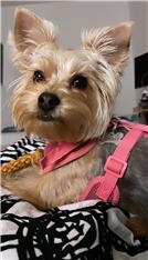 Rinna
