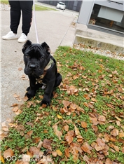 Pablo