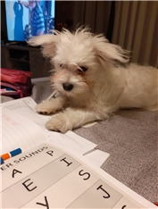 DEMSI