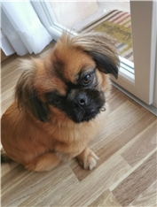 Niko