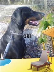 Ori