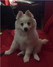 LUMI
