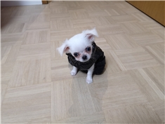 Ziggy