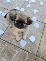 Tedi ♥