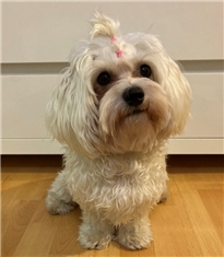 Lili