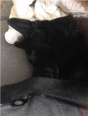 Blacky